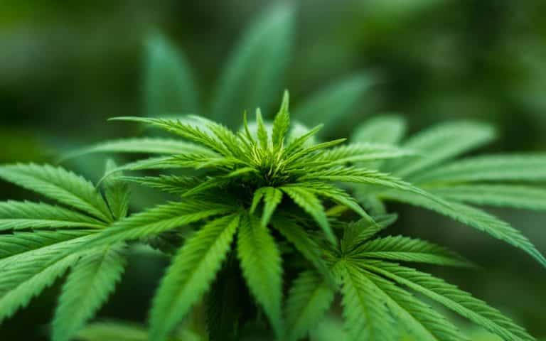 Canadian Cannabis stocks suffer as HEXO TSE:HEXO Misses Guidances