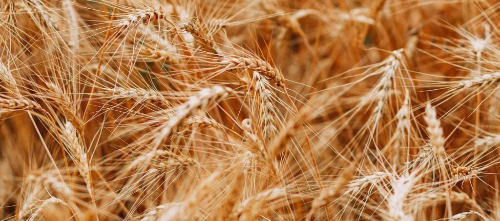 The Top Canadian Wheat Stocks